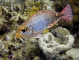 IMG 3651 Redband Parrotfish    